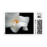 Calla Lily Stamps