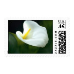 Calla Lily Postage