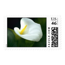 Calla Lily Postage