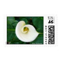 Calla Lily Postage postage