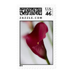 Calla lily Postage