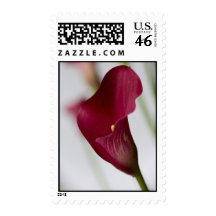 Calla lily Postage