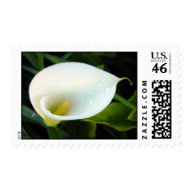 Calla Lily Postage Stamps