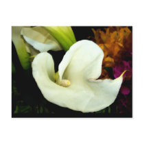 Calla Lily Postcard postcards