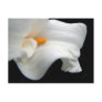 Calla Lily Postcard