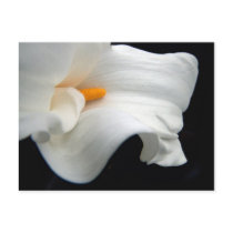 Calla Lily postcards