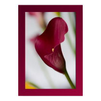 Calla lily Poster posters
