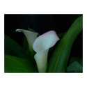 calla lily posters