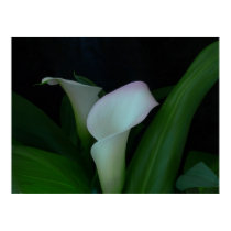 calla lily posters