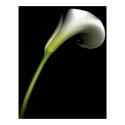Calla Lily posters