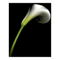 Calla Lily posters by designcreatology Calla Lily posters