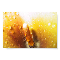 Calla Lily posters