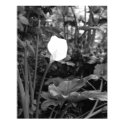 Calla Lily poster posters