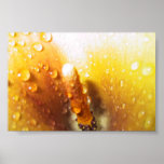 Calla Lily posters