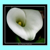 "Calla Lily" Print by Artists4God "Calla Lily" Print
