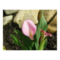 Calla Lily posters