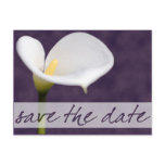 Calla Lily Save the Date Postcard