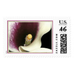 Calla Lily stamps