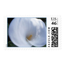 Calla Lily Stamp by HGroseclose Calla Lily Stamp