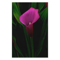 Calla Lily stationery