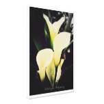 Calla Lily: Stretched Canvas Print canvas prints
