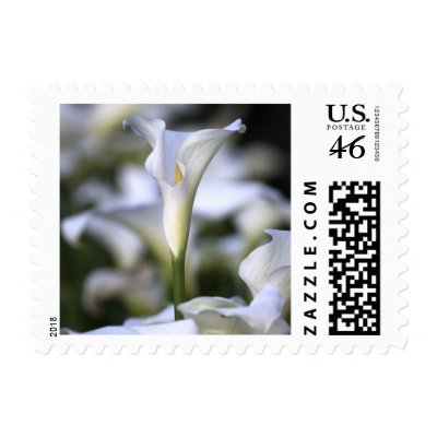 Calla Lily Wedding Postage by SweetRascal Beauitful single perfect calla 