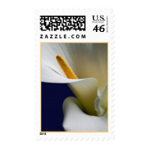 Calla Lily with extra petal 2 postage