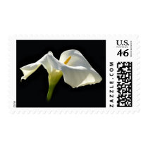 Calla Lily with extra petal postage