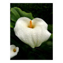 Calla Lilys posters