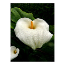 Calla Lilys posters