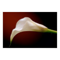 calla posters by carmensullo calla posters