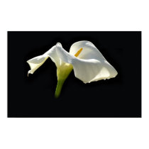 calla posters