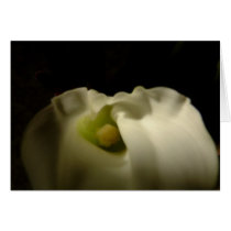 Callalily cards by louwhoz Callalily cards