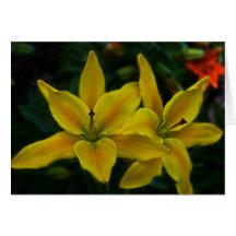 Callaway Flowers Cards