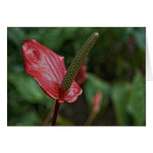 Callaway Flowers Greeting Cards