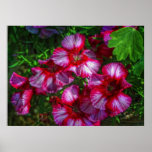 Callaway Flowers Posters
