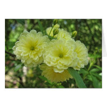 Callaway Roses Greeting Card