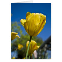 Callaway Tulip Card