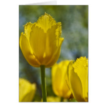Callaway Tulip Card
