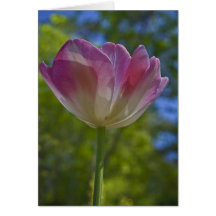 Callaway Tulip Cards