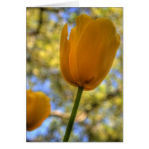 Callaway Tulip Cards