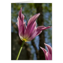 Callaway Tulip Greeting Card