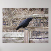 Calling Crow 1 Poster