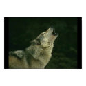 Calling the pack posters