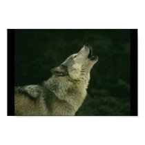 Calling the pack posters by Minou1 Calling the pack posters