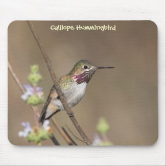 Calliope Hummingbird Mousepad mousepad