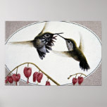 Calliope hummingbirds posters