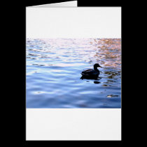 Calm cards
