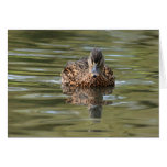 Calm Mallard Card