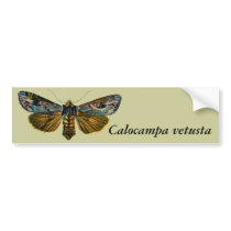 Calocampa vetusta bumper stickers by FlutterByButterfly Calocampa vetusta bumper stickers